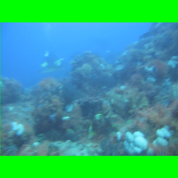 Dive WP Wrecks 25-Oct-09_382.JPG